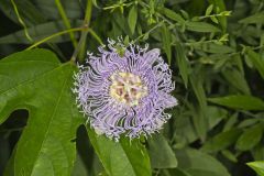 Purple Passionflower, Passiflora incarnata