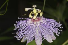 Purple Passionflower, Passiflora incarnata