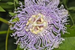 Purple Passionflower, Passiflora incarnata