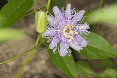 Purple Passionflower, Passiflora incarnata