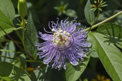 Purple Passionflower, Passiflora incarnata