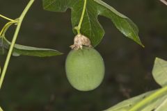 Purple Passionflower, Passiflora incarnata