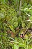 Purple Pitcher Plant, Sarracenia purpurea