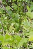 Purple Pitcher Plant, Sarracenia purpurea