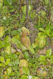 Purple Pitcher Plant, Sarracenia purpurea