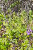 Purple Pitcher Plant, Sarracenia purpurea