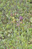Purple Pitcher Plant, Sarracenia purpurea