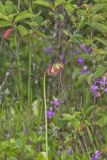 Purple Pitcher Plant, Sarracenia purpurea