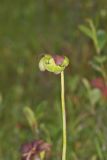 Purple Pitcher Plant, Sarracenia purpurea