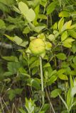 Purple Pitcher Plant, Sarracenia purpurea