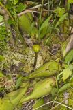 Purple Pitcher Plant, Sarracenia purpurea