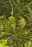 Purple Pitcher Plant, Sarracenia purpurea