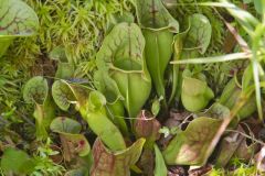 Purple Pitcher Plant, Sarracenia purpurea