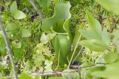 Purple Pitcher Plant, Sarracenia purpurea