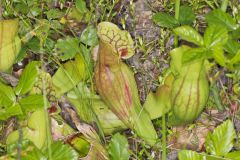 Purple Pitcher Plant, Sarracenia purpurea