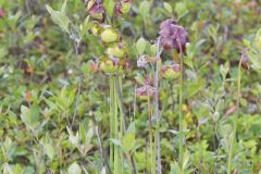 Purple Pitcher Plant, Sarracenia purpurea
