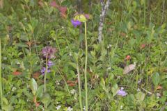 Purple Pitcher Plant, Sarracenia purpurea