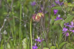 Purple Pitcher Plant, Sarracenia purpurea