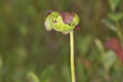 Purple Pitcher Plant, Sarracenia purpurea