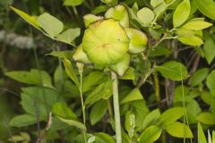 Purple Pitcher Plant, Sarracenia purpurea