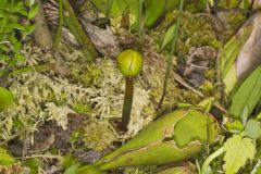 Purple Pitcher Plant, Sarracenia purpurea