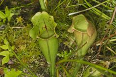Purple Pitcher Plant, Sarracenia purpurea