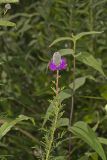 Purple Prairie Clover, Dalea purpurea