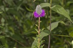 Purple Prairie Clover