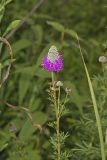 Purple Prairie Clover, Dalea purpurea