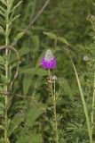 Purple Prairie Clover, Dalea purpurea
