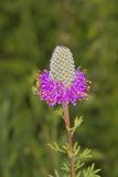 Purple Prairie Clover, Dalea purpurea