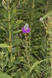 Purple Prairie Clover, Dalea purpurea