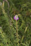 Purple Prairie Clover, Dalea purpurea