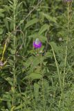 Purple Prairie Clover, Dalea purpurea