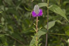 Purple Prairie Clover, Dalea purpurea