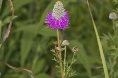 Purple Prairie Clover, Dalea purpurea Purple Prairie Clover, Dalea purpurea