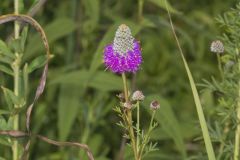 Purple Prairie Clover, Dalea purpurea Purple Prairie Clover, Dalea purpurea