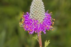 Purple Prairie Clover, Dalea purpurea