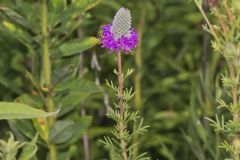 Purple Prairie Clover, Dalea purpurea Purple Prairie Clover, Dalea purpurea