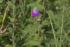 Purple Prairie Clover, Dalea purpurea Purple Prairie Clover, Dalea purpurea