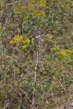 Purple Rattlesnakeroot, Nabalus racemosus