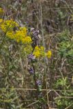 Purple Rattlesnakeroot, Nabalus racemosus