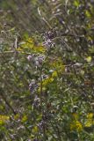 Purple Rattlesnakeroot, Nabalus racemosus