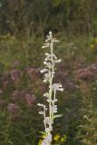 Purple Rattlesnakeroot, Nabalus racemosus