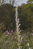 Purple Rattlesnakeroot, Nabalus racemosus