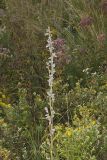 Purple Rattlesnakeroot, Nabalus racemosus