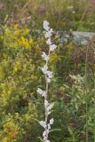 Purple Rattlesnakeroot, Nabalus racemosus