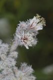 Purple Rattlesnakeroot, Nabalus racemosus