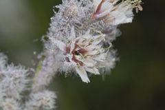 Purple Rattlesnakeroot