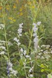 Purple Rattlesnakeroot, Nabalus racemosus